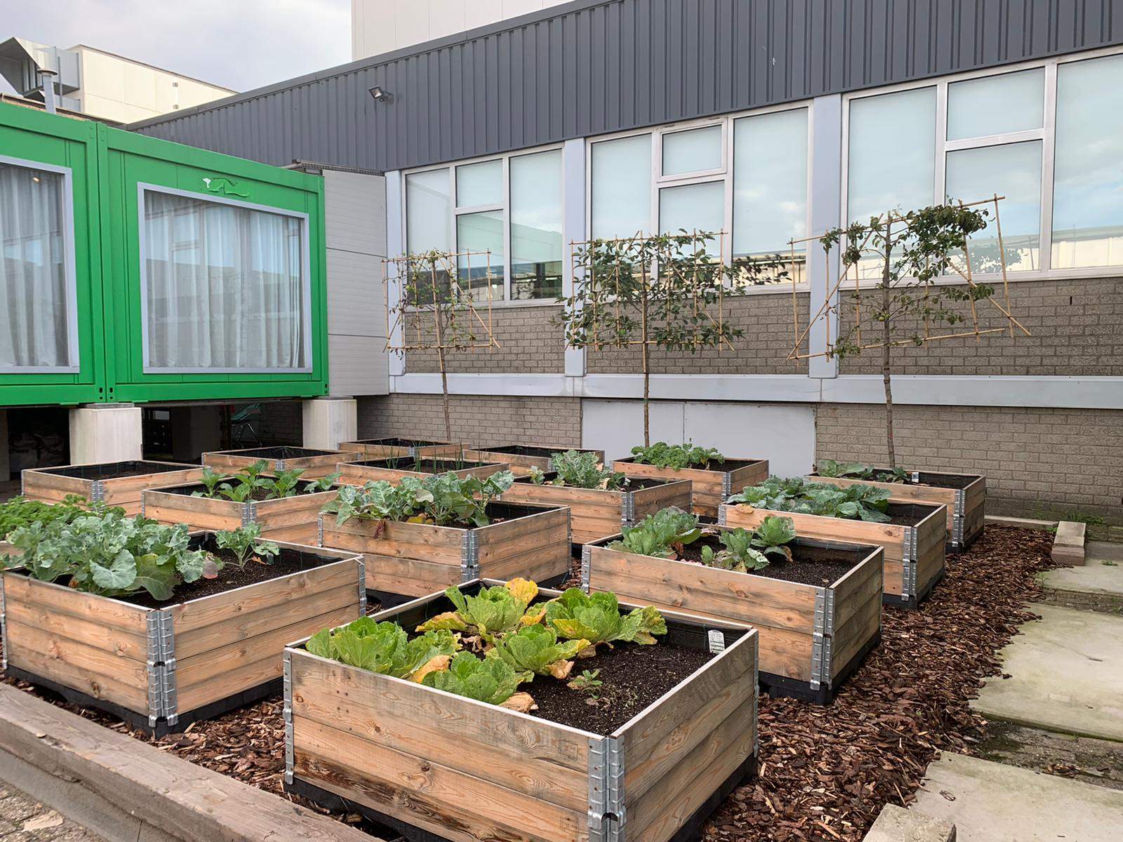 Vegetable garden at Royal HaskoningDHV Amsterdam building