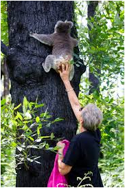 BrITE Foundation'donation for supporting installation of wildlife cameras to monitor the koalas after their release back into the local nature reserve. 