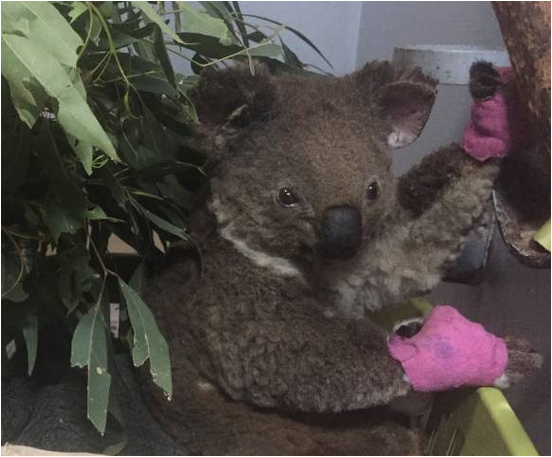 BrITE Foundation'donation for supporting installation of wildlife cameras to monitor the koalas after their release back into the local nature reserve. 